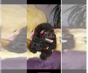 Mother of the Poodle (Miniature) puppies born on 01/07/2023