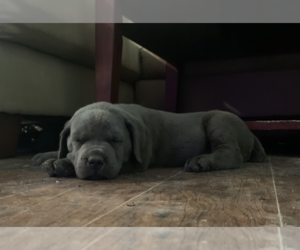 Cane Corso Puppy for sale in DUBLIN, GA, USA