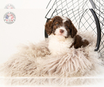 Small Photo #4 Saint Berdoodle Puppy For Sale in LEAVENWORTH, IN, USA
