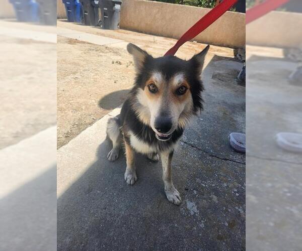 Medium Photo #1 Border Collie Puppy For Sale in Bakersfield, CA, USA