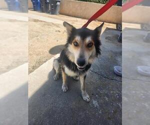 Border Collie Dogs for adoption in Bakersfield, CA, USA