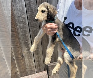 Afghan Hound Puppy for Sale in FOUNTAIN VALLEY, California USA