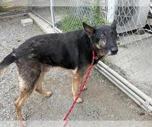 German Shepherd Dog Dogs for adoption in Santa Cruz, CA, USA