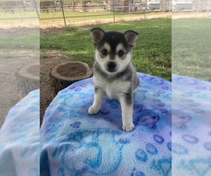 Alaskan Klee Kai Puppy for sale in GLENDALE, AZ, USA