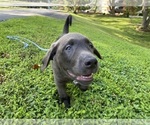 Small Photo #3 Labrador Retriever Puppy For Sale in ALEXANDRIA, VA, USA