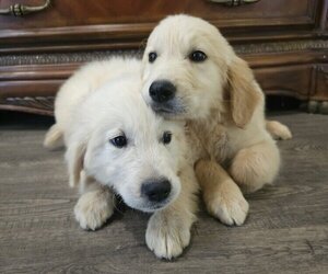 Golden Retriever Puppy for sale in SACRAMENTO, CA, USA