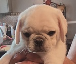 Small #10 Pug