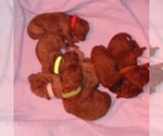 Small #12 Poodle (Standard)