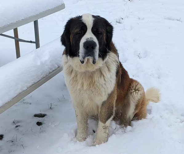 Medium Photo #1 Saint Bernard Puppy For Sale in JEFFERSONVILLE, KY, USA