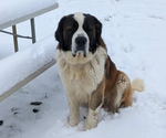 Small Photo #1 Saint Bernard Puppy For Sale in JEFFERSONVILLE, KY, USA