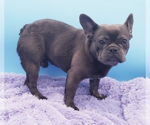 French Bulldog Puppy for sale in SANDY HOOK, KY, USA