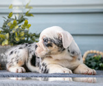 Small #2 Beabull