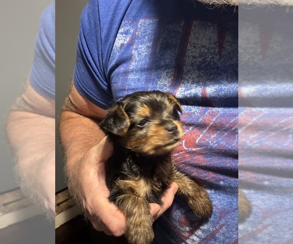 Medium Photo #13 Yorkshire Terrier Puppy For Sale in PETERSBURG, IN, USA