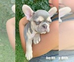 Small #3 French Bulldog