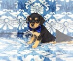 Small Photo #2 Foodle Puppy For Sale in LANCASTER, PA, USA