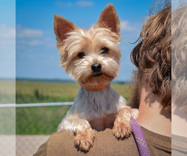 Medium Photo #4 Mutt Puppy For Sale in Huntley, IL, USA