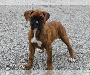 Boxer Puppy for sale in SHIPSHEWANA, IN, USA