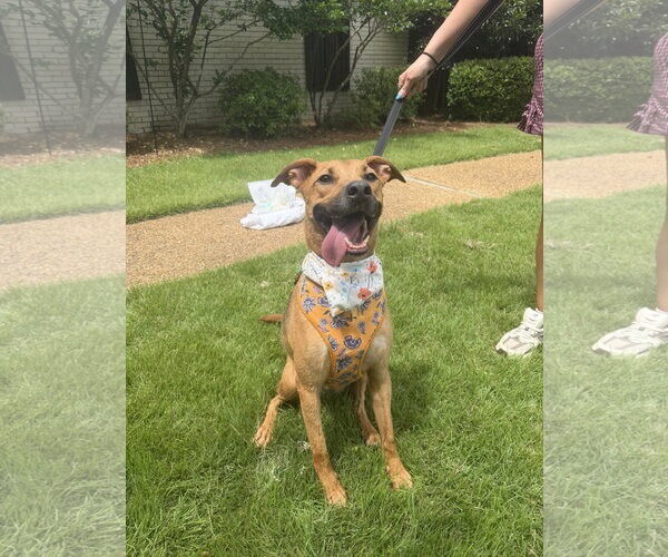Medium Photo #1 Labrador Retriever-Unknown Mix Puppy For Sale in Jackson, MS, USA