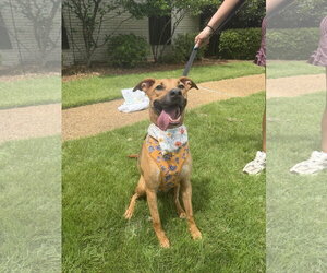 Labrador Retriever-Unknown Mix Dogs for adoption in Jackson, MS, USA