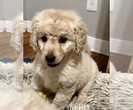 Small Photo #5 Goldendoodle Puppy For Sale in PENSACOLA, FL, USA