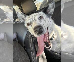 Mutt Dogs for adoption in Incline Village, NV, USA