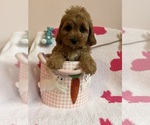 Small Photo #18 Cavapoo Puppy For Sale in SYLMAR, CA, USA