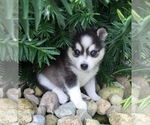 Small Photo #21 Alaskan Klee Kai Puppy For Sale in WINCHESTER, OH, USA