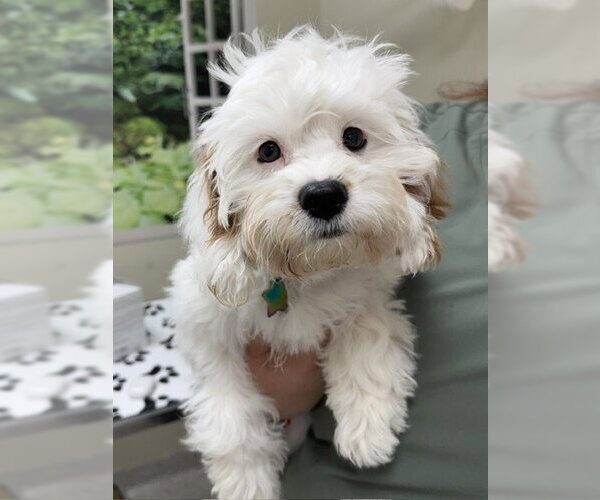 Medium Photo #1 Cavapoo (Miniature) Puppy For Sale in Lancaster, PA, USA