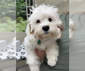 Cavapoo (Miniature) Dogs for adoption in Lancaster, PA, USA