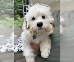 Small Cavapoo (Miniature)