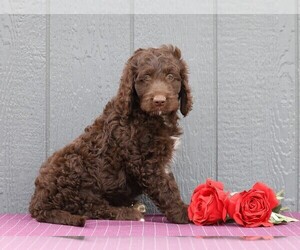 Labradoodle-Poodle (Standard) Mix Puppy for sale in FREDERICKSBG, OH, USA