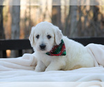 Small Photo #10 Goldendoodle Puppy For Sale in ROUGEMONT, NC, USA