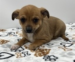 Small Photo #12 Jack Chi Puppy For Sale in SAINT AUGUSTINE, FL, USA