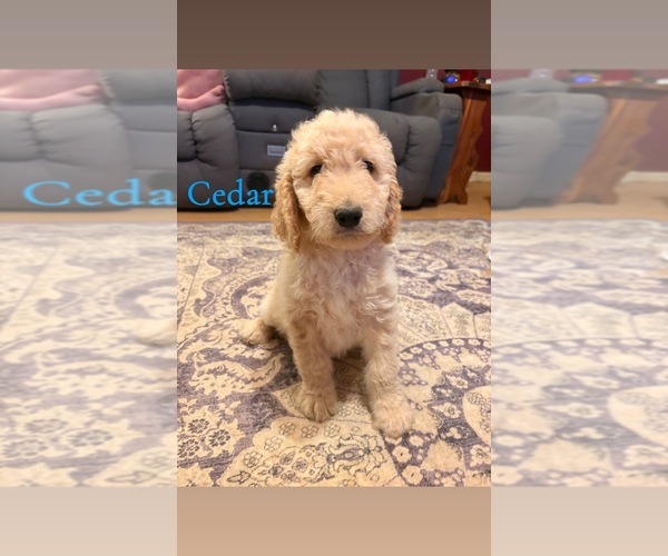 Medium Photo #7 Goldendoodle Puppy For Sale in DENVER, NC, USA