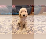 Small Photo #7 Goldendoodle Puppy For Sale in DENVER, NC, USA