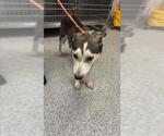 Small Siberian Husky