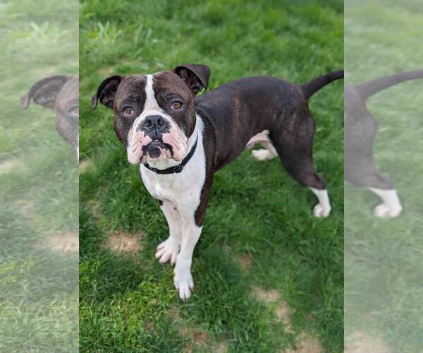 Medium Photo #11 Boxer Puppy For Sale in Burnsville, MN, USA