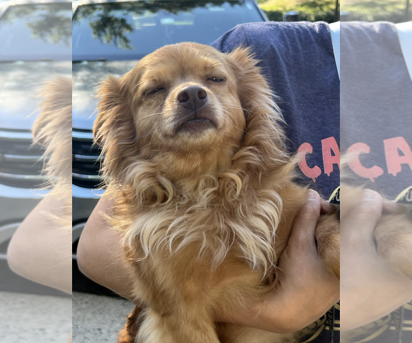 Medium Photo #4 Chihuahua-Unknown Mix Puppy For Sale in Rockville, MD, USA