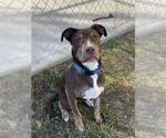 Small #3 Labrador Retriever Mix