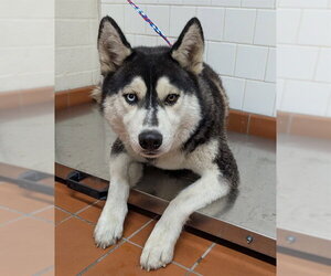 Siberian Husky Dogs for adoption in Camarillo, CA, USA