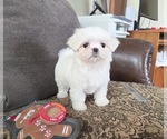 Small Photo #7 Maltese Puppy For Sale in SANTA CLARITA, CA, USA