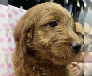Goldendoodle (Miniature) Puppy for sale in ARCOLA, IL, USA