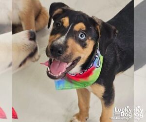 Australian Shepherd-Unknown Mix Dogs for adoption in Washington, DC, USA