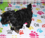 Small Photo #3 Poovanese Puppy For Sale in ORO VALLEY, AZ, USA