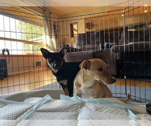 Charlie A Dachshund-Corgi mix male - Male Dorgi Dog for Adoption - Photo #8