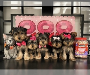 Yorkshire Terrier Puppy for sale in CORONA, CA, USA