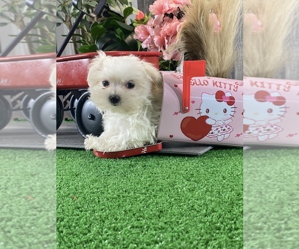 Medium Photo #3 Maltese Puppy For Sale in CANOGA, NY, USA
