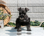 Small #2 Schnauzer (Miniature)