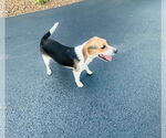 Small #3 Beagle Mix