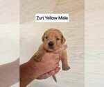 Puppy Yellow Cavapoo